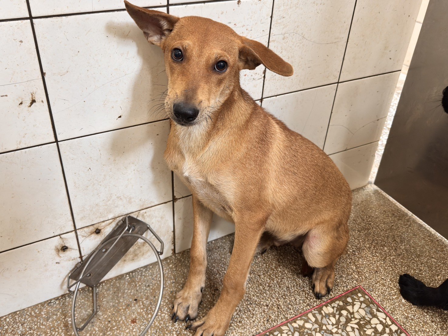 混種犬