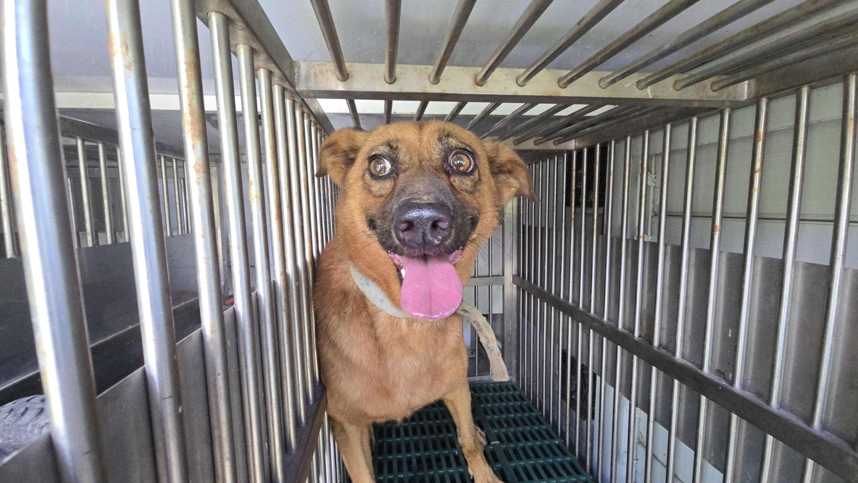 混種犬