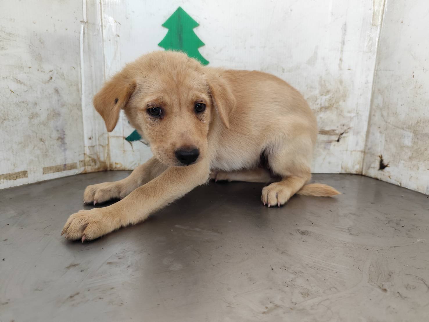 混種犬