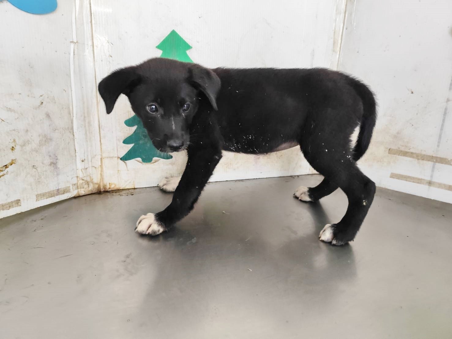 混種犬