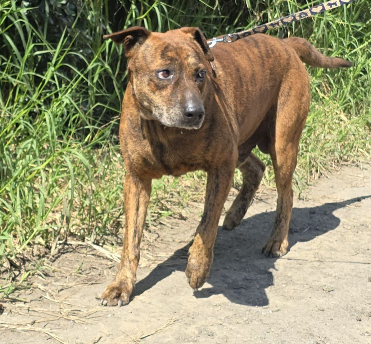 混種犬