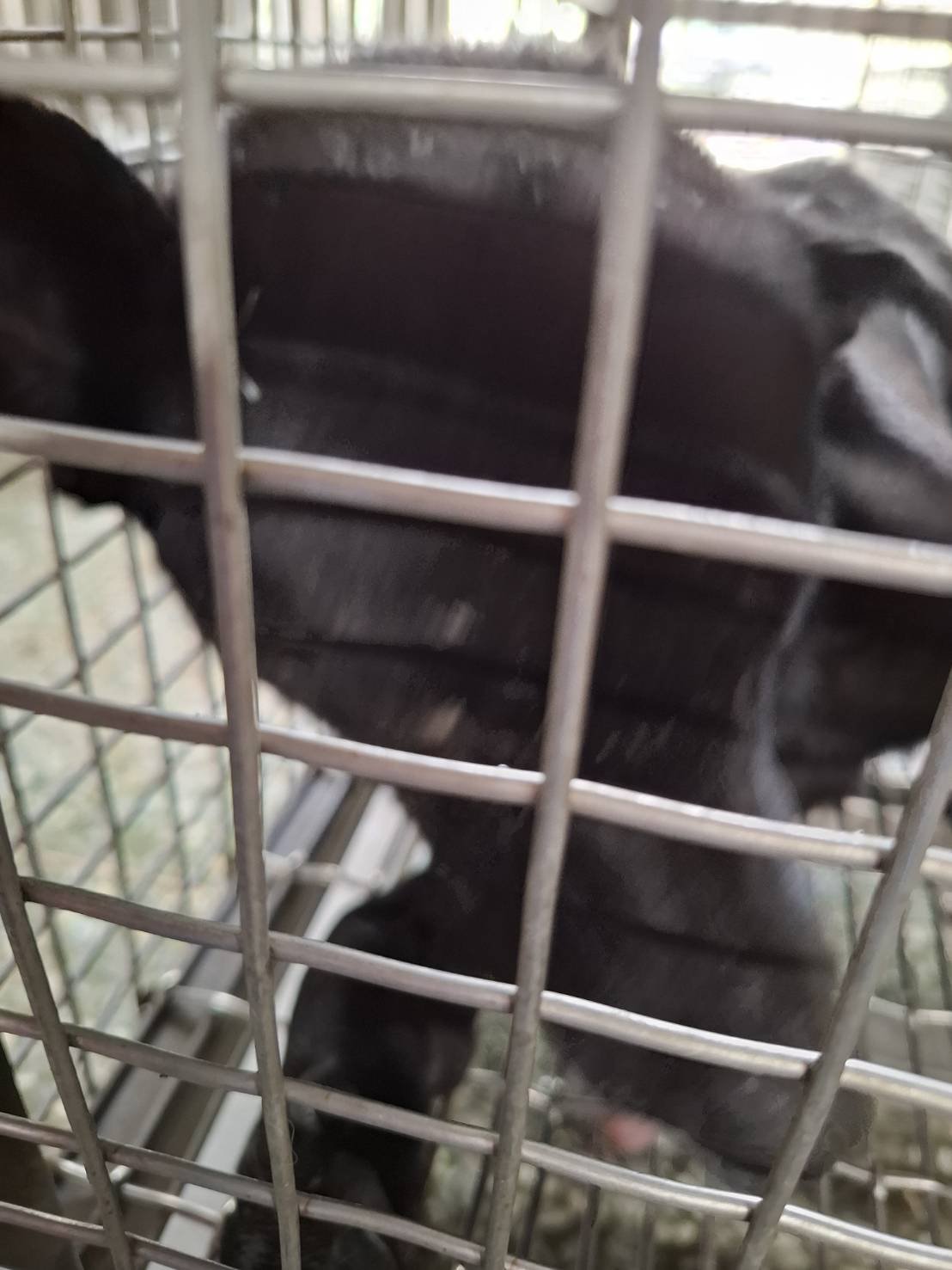 混種犬