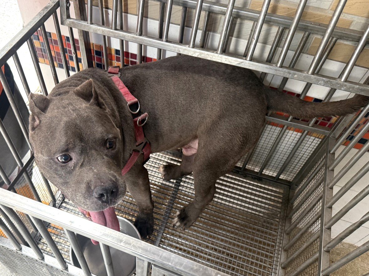 美國惡霸犬
