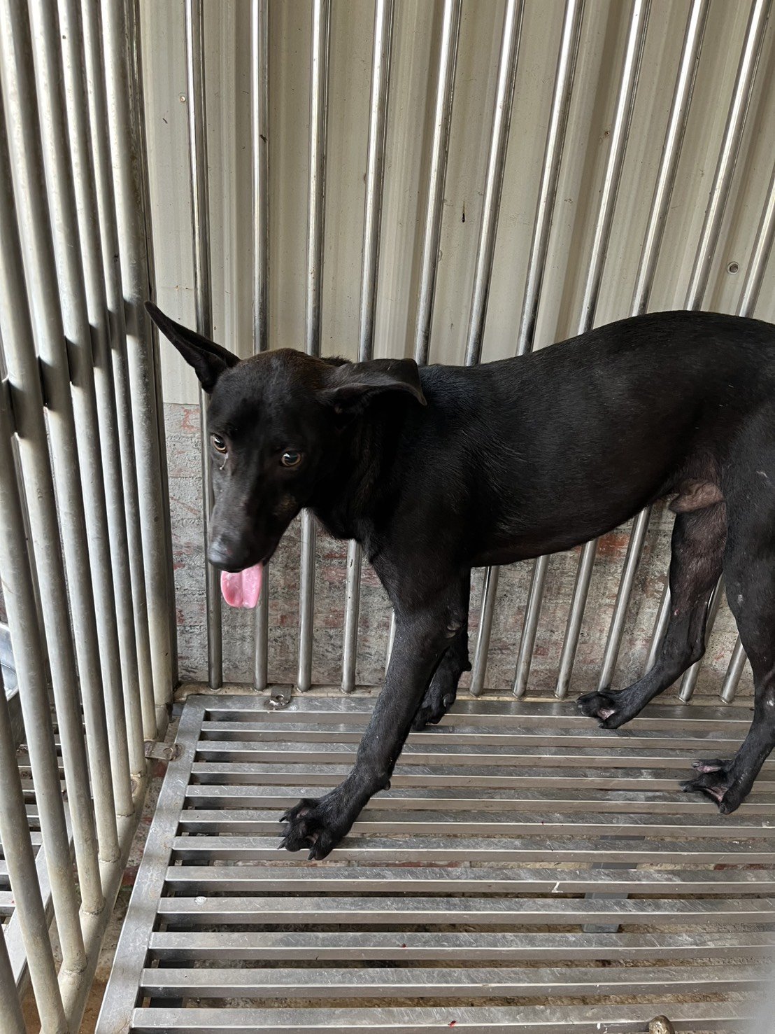混種犬