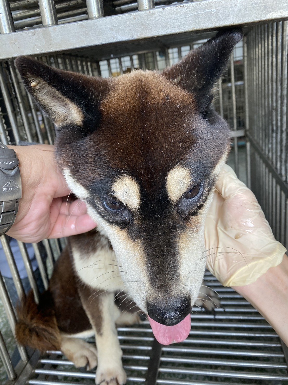 柴犬