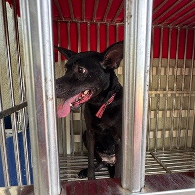 混種犬