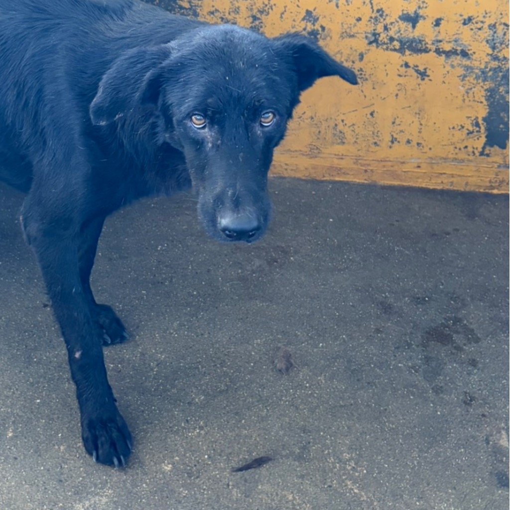 混種犬