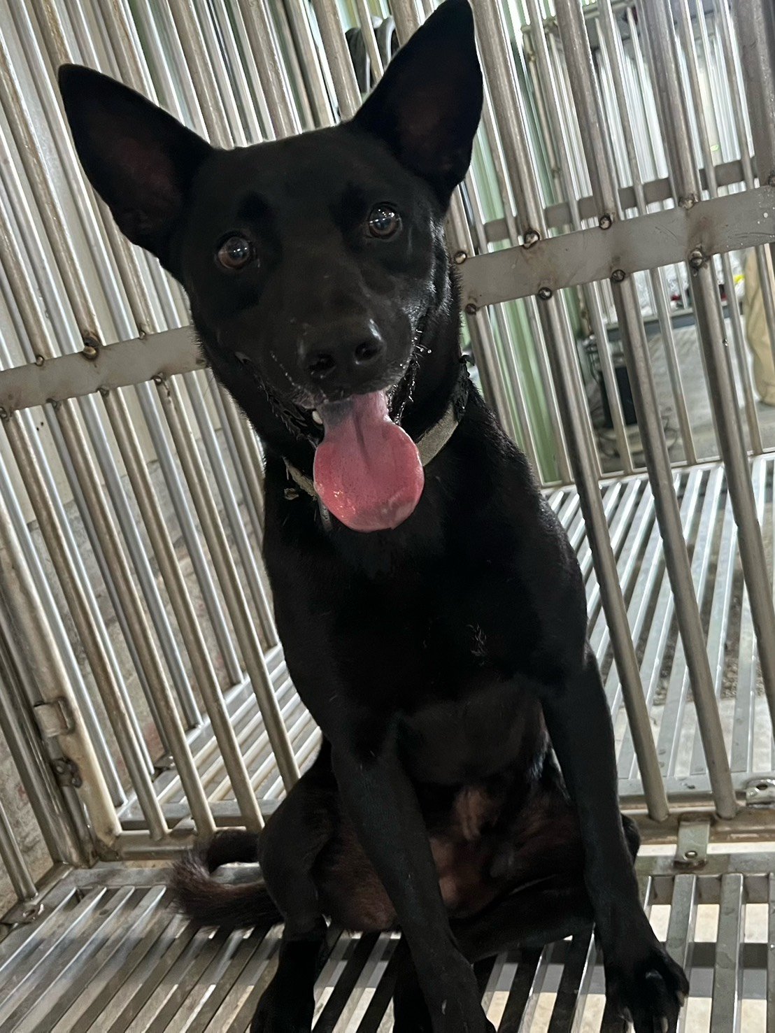 混種犬