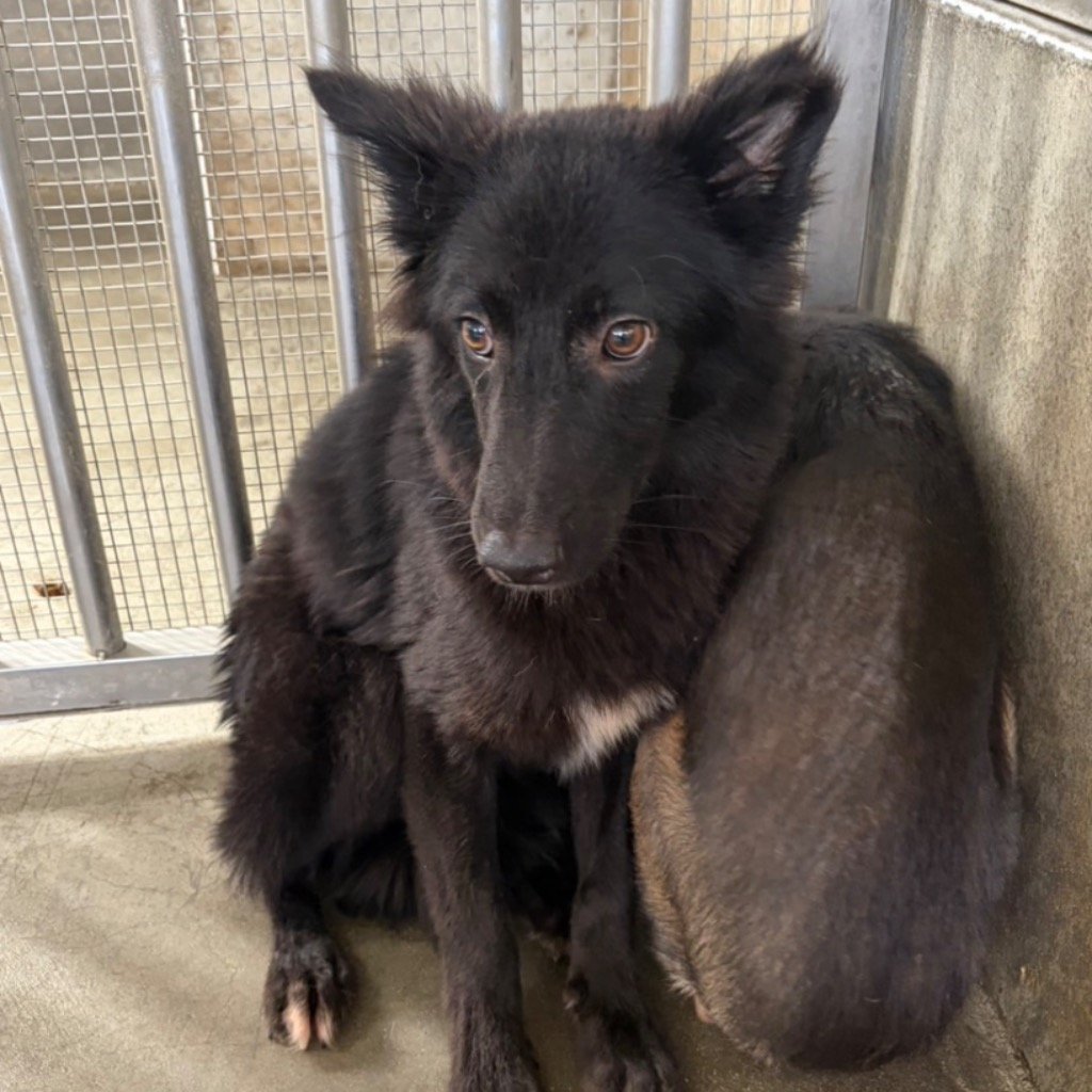 混種犬