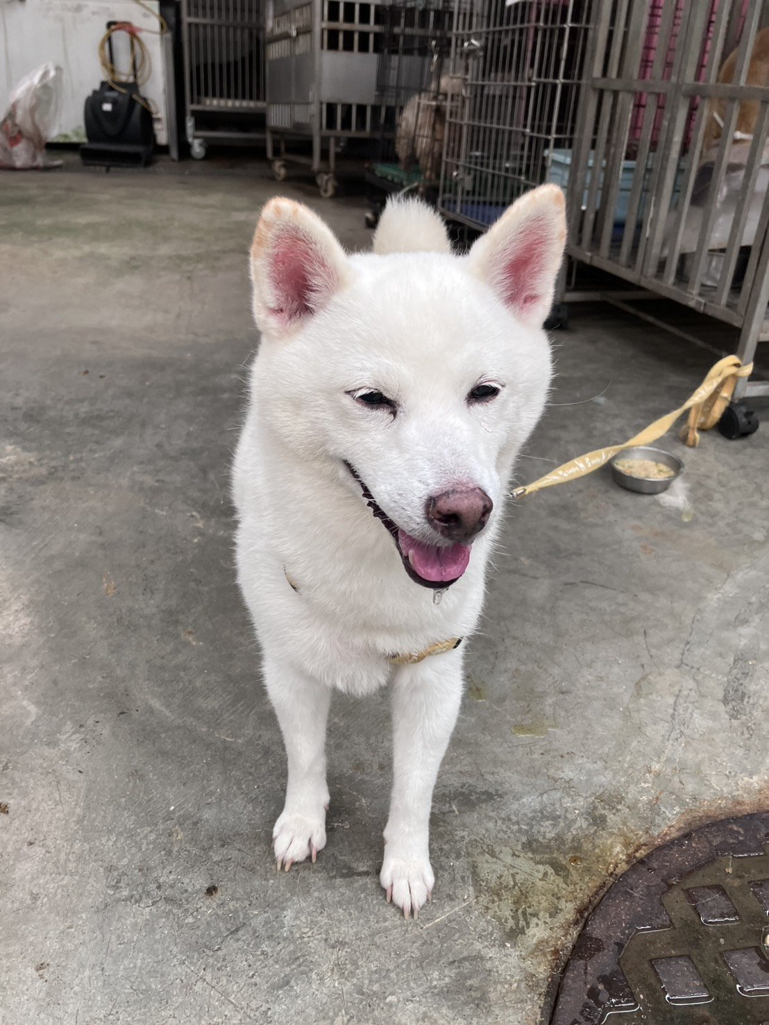 柴犬
