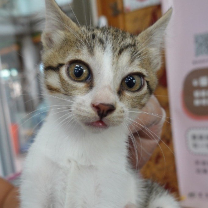 混種貓