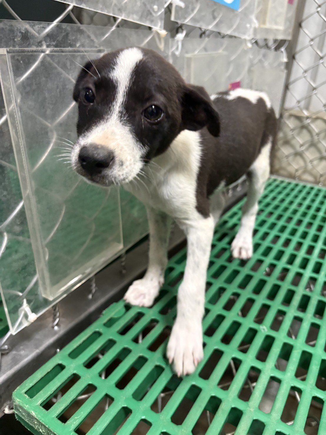 混種犬