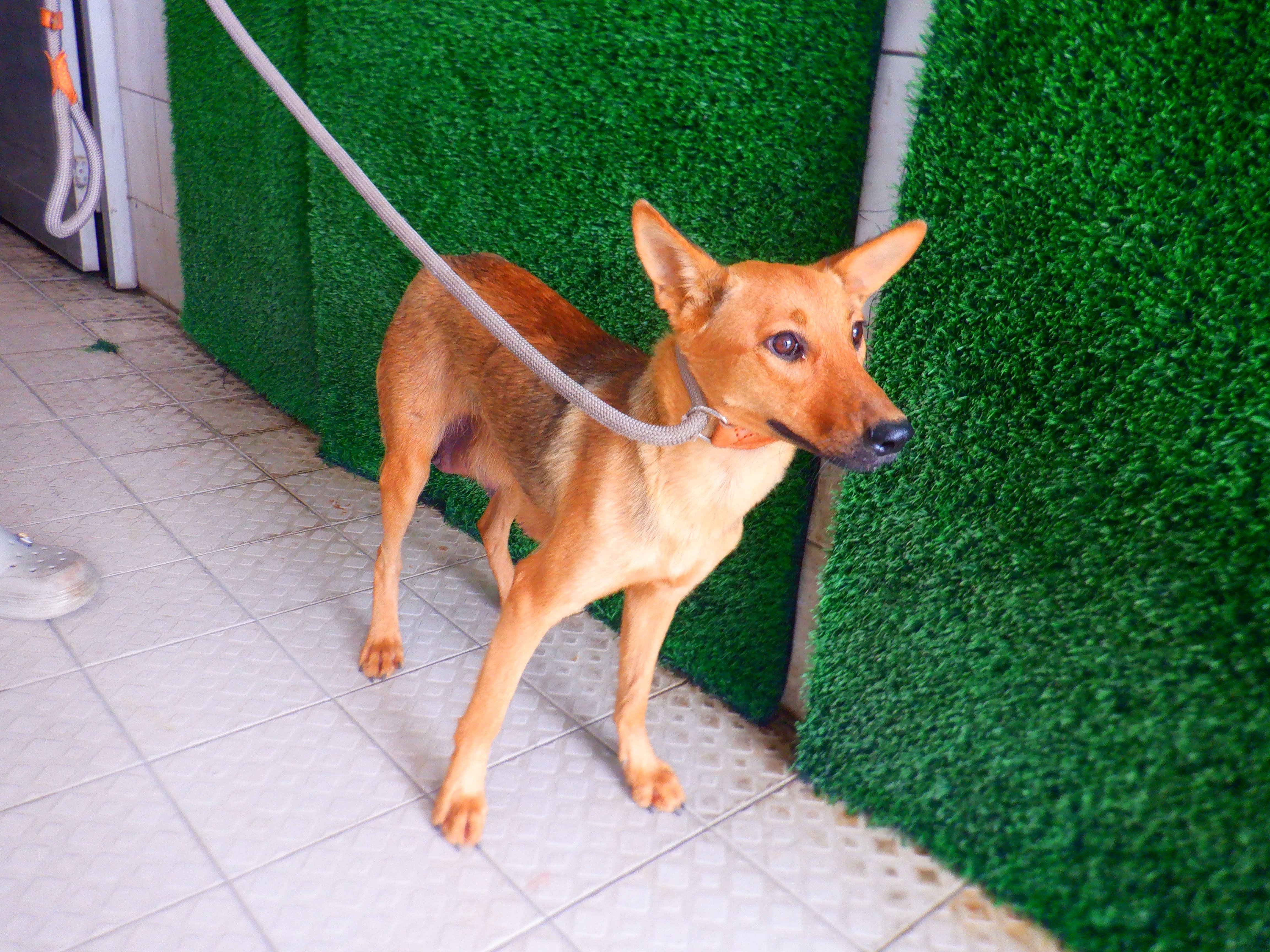 混種犬
