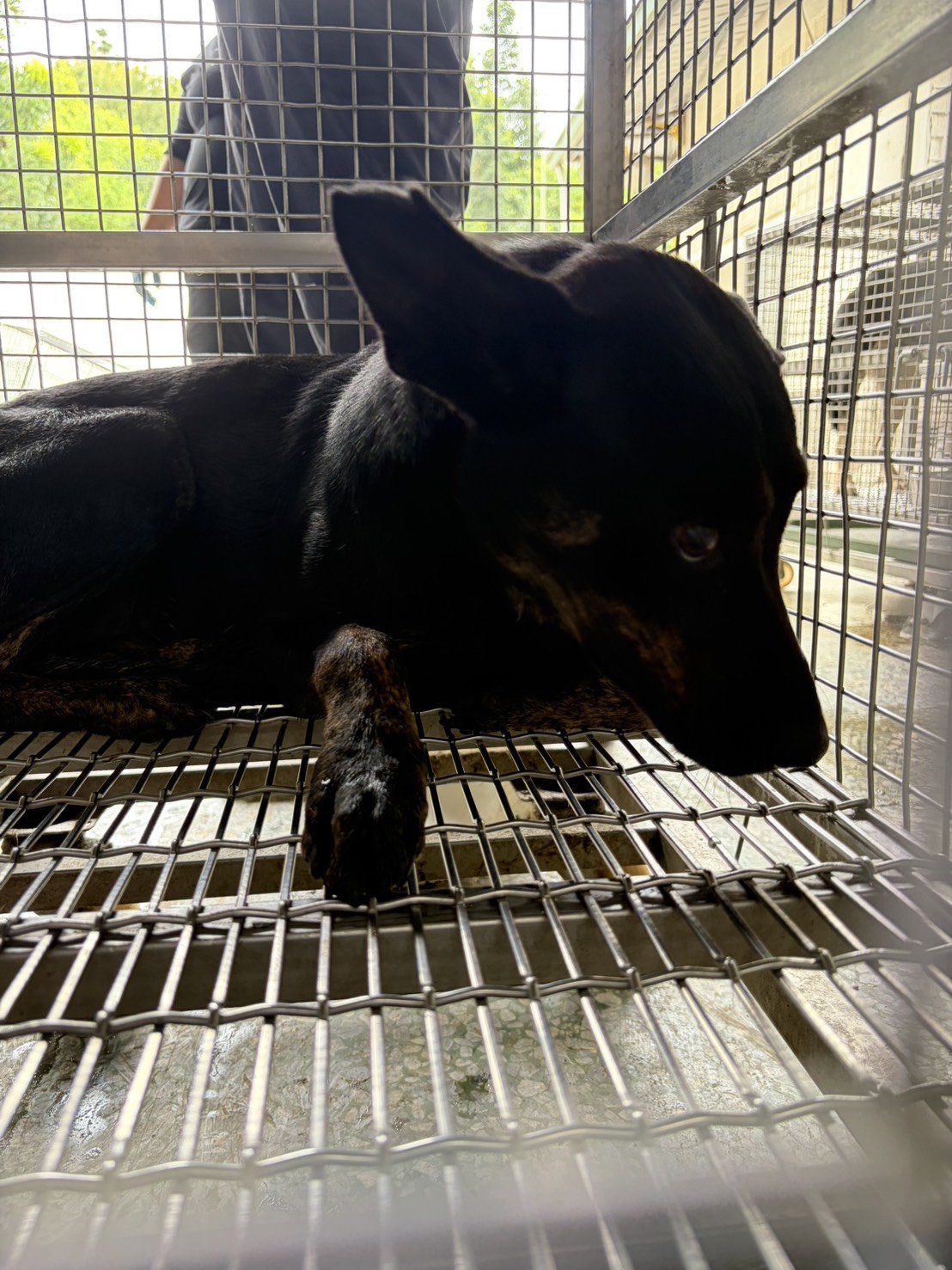 混種犬