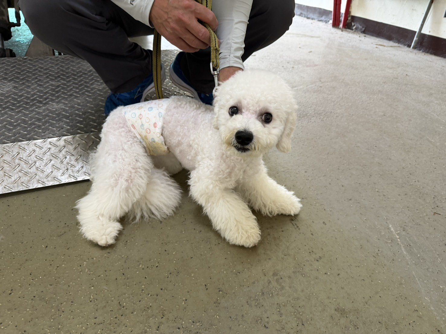 比熊犬