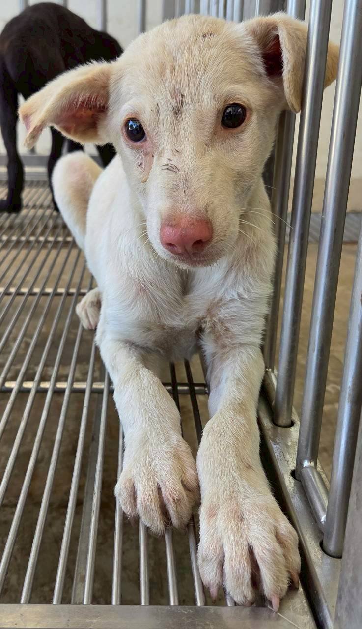 混種犬