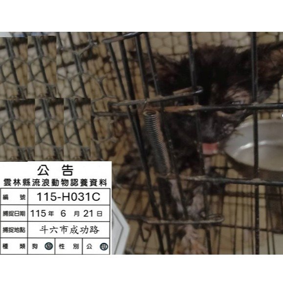 混種貓