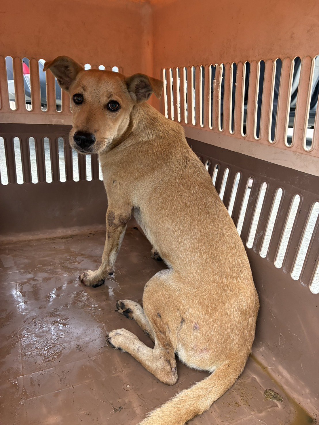 混種犬