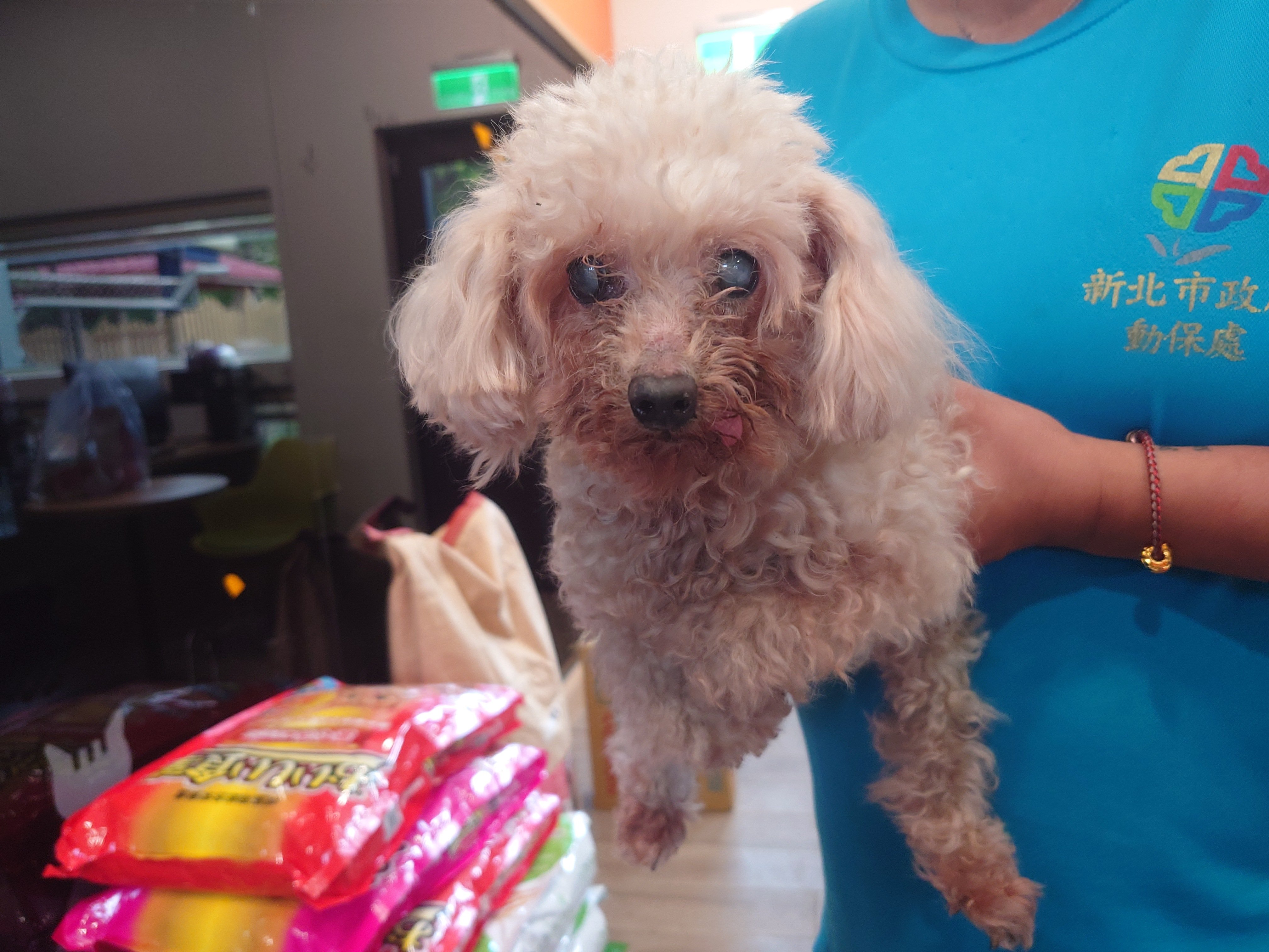 貴賓犬