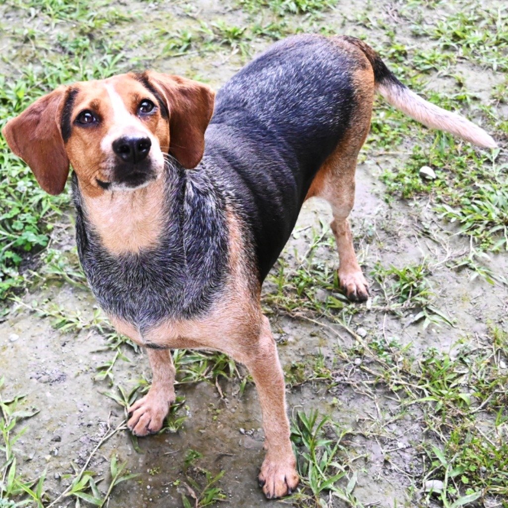 混種犬