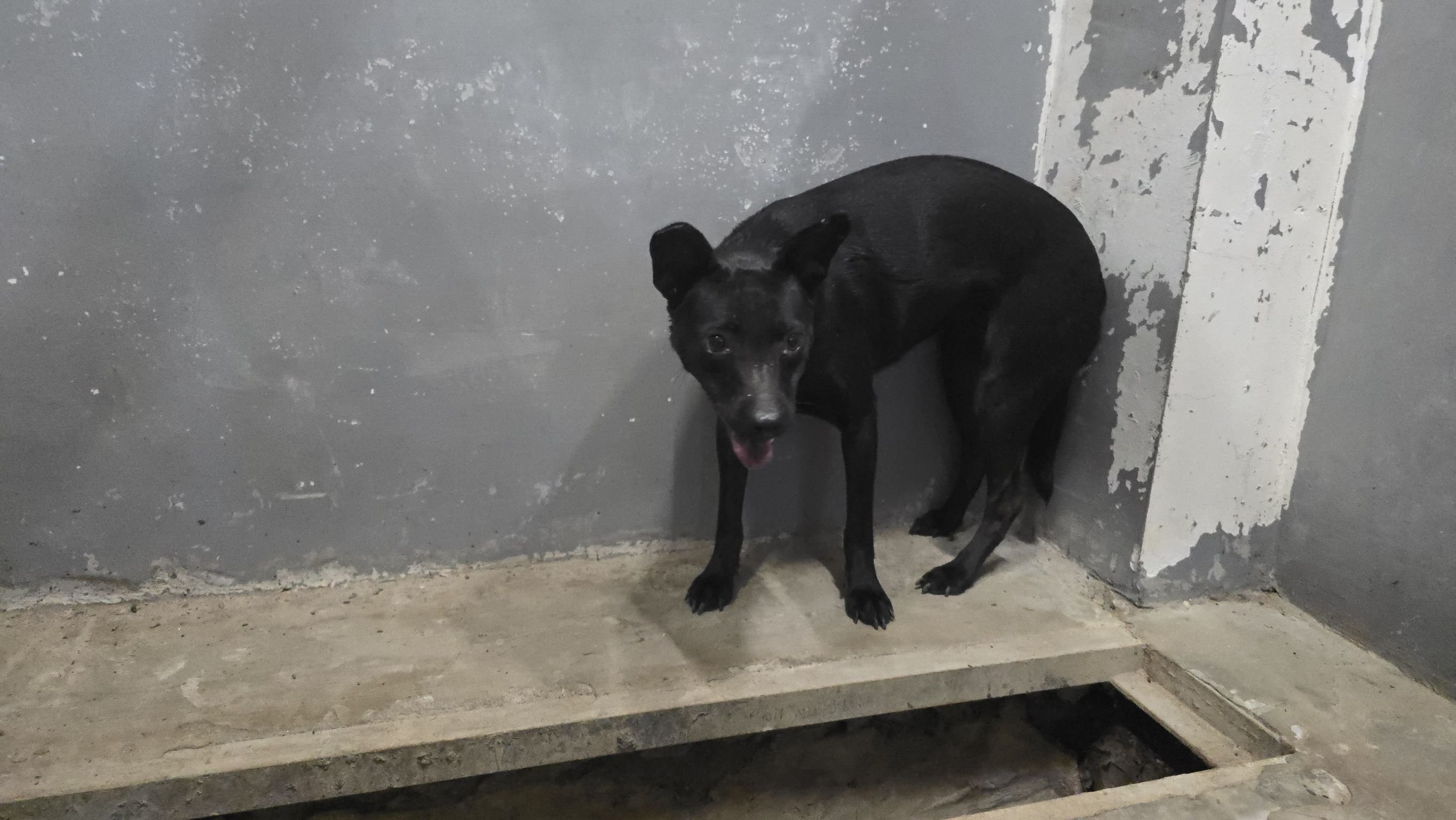 混種犬