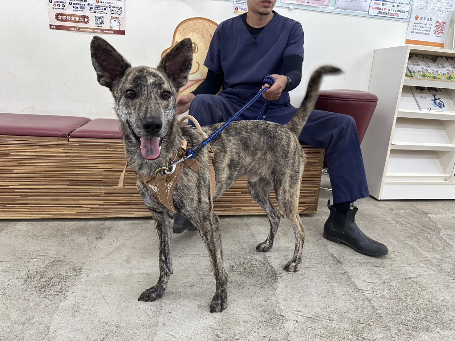 混種犬