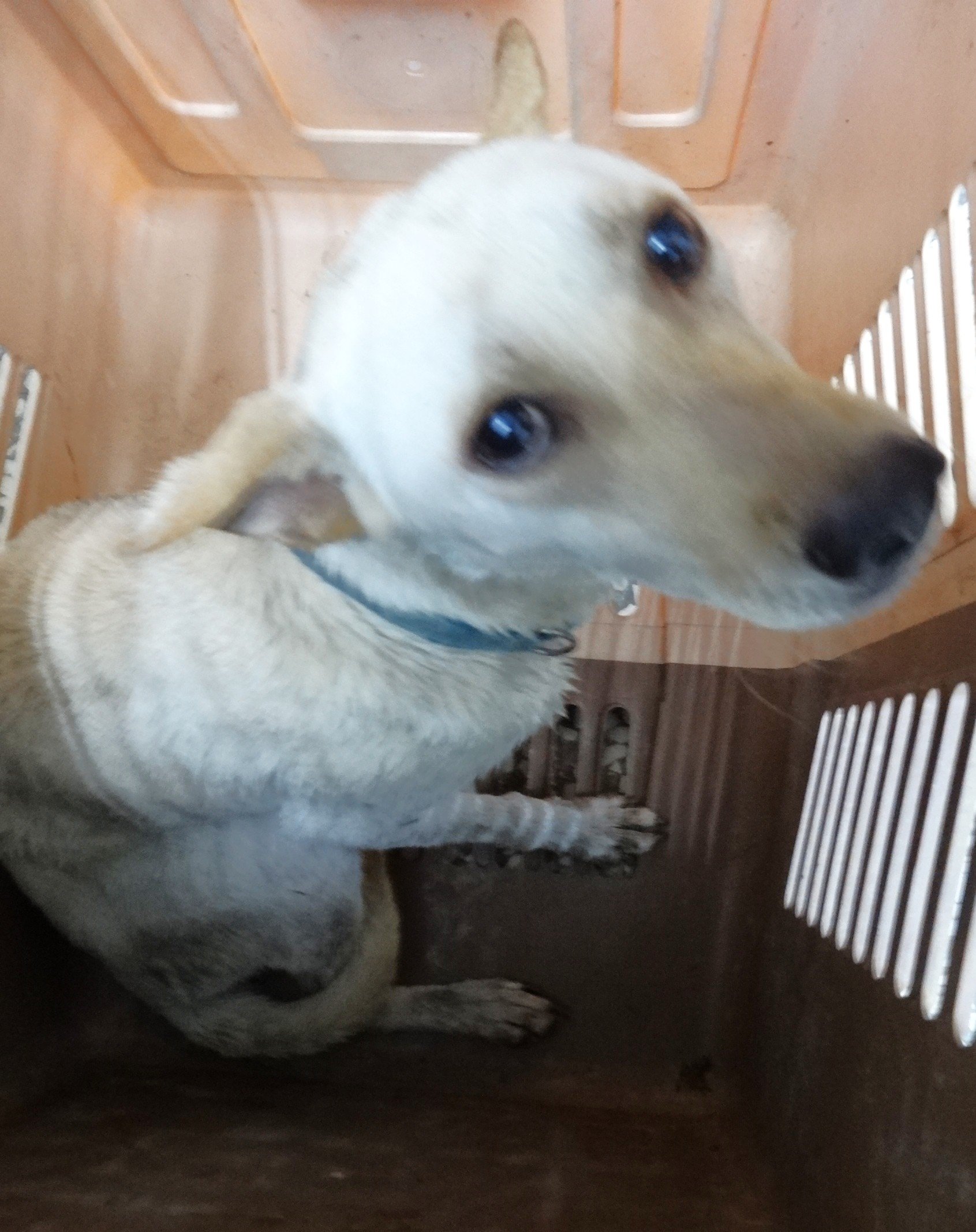 混種犬