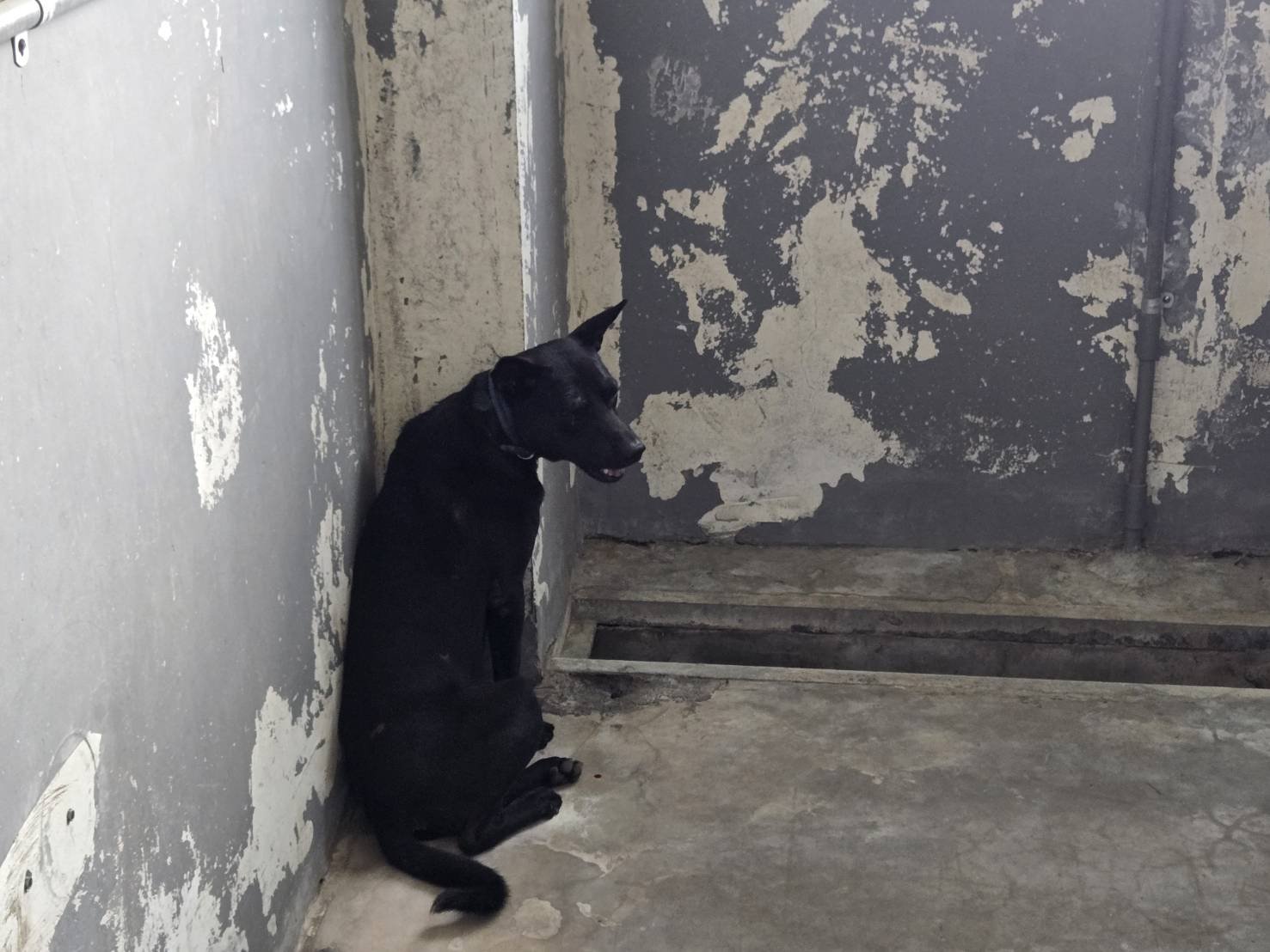 混種犬