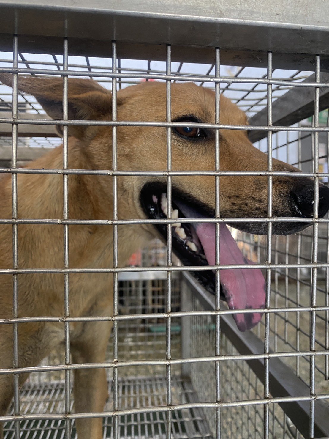 混種犬