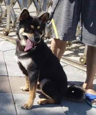 柴犬