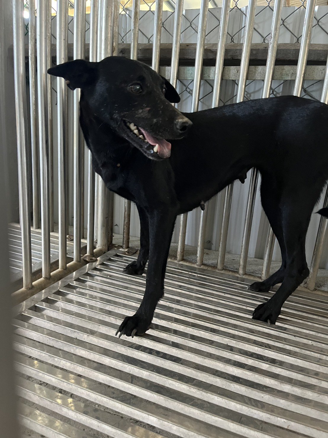 混種犬