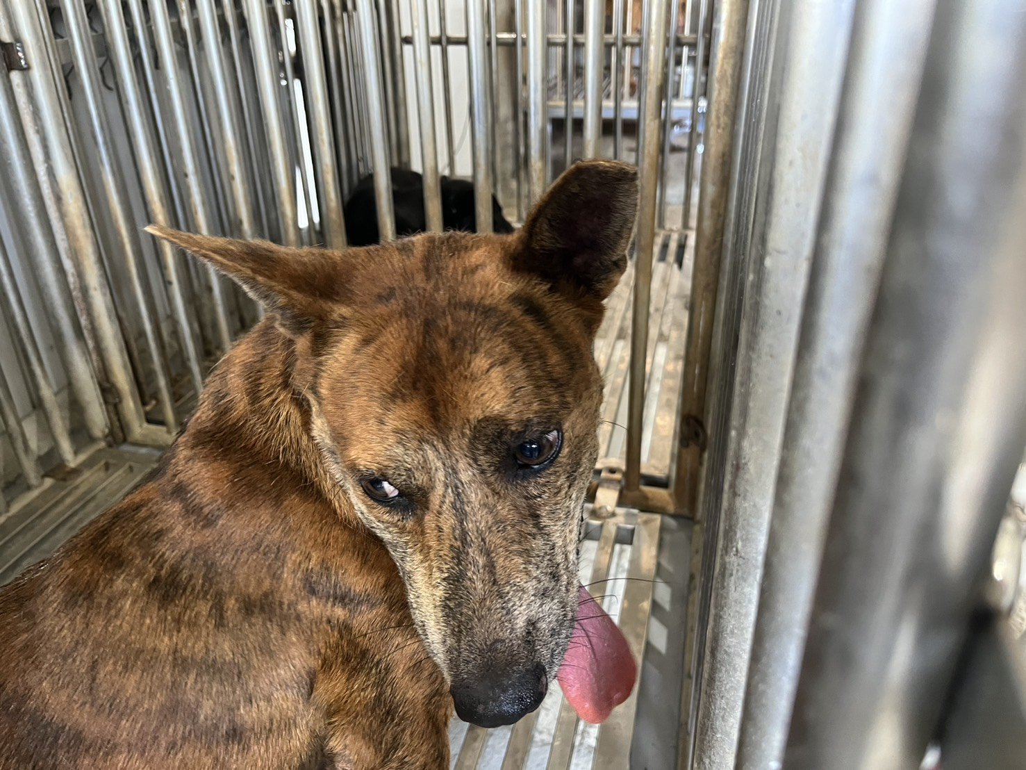 混種犬