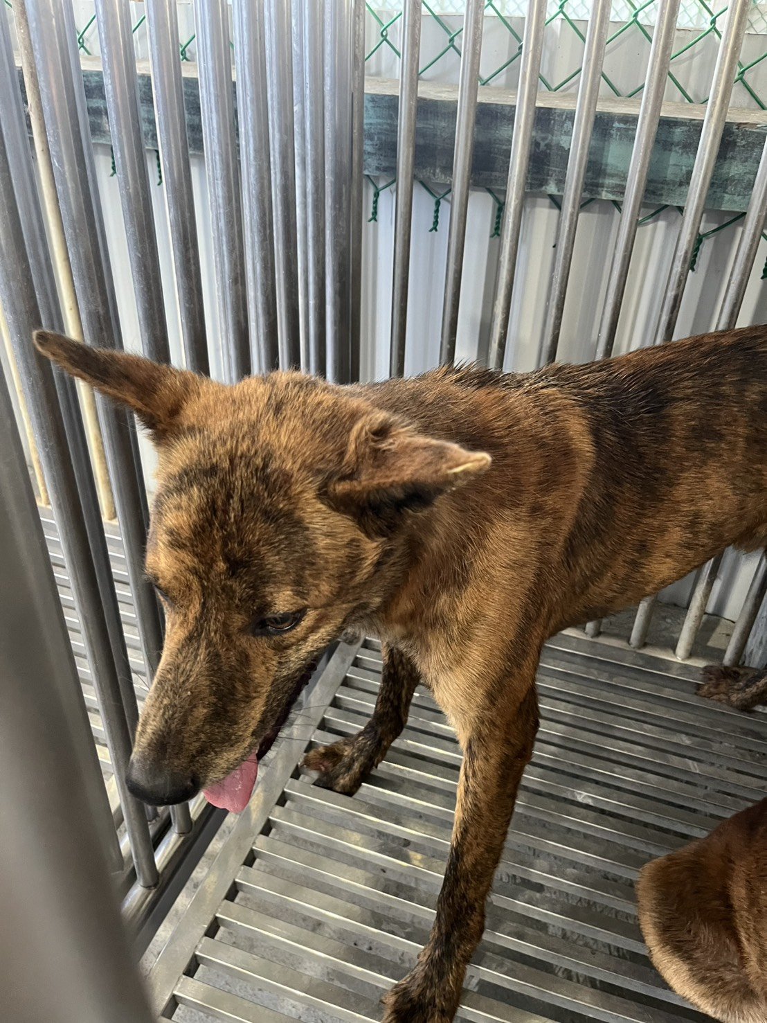 混種犬
