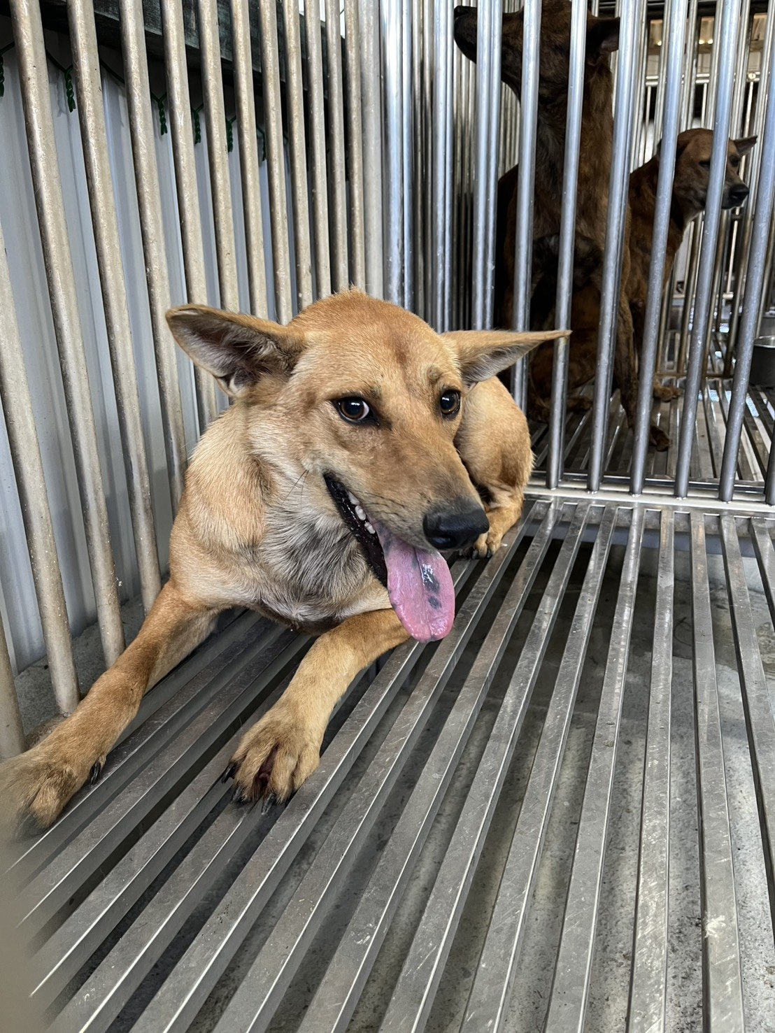混種犬