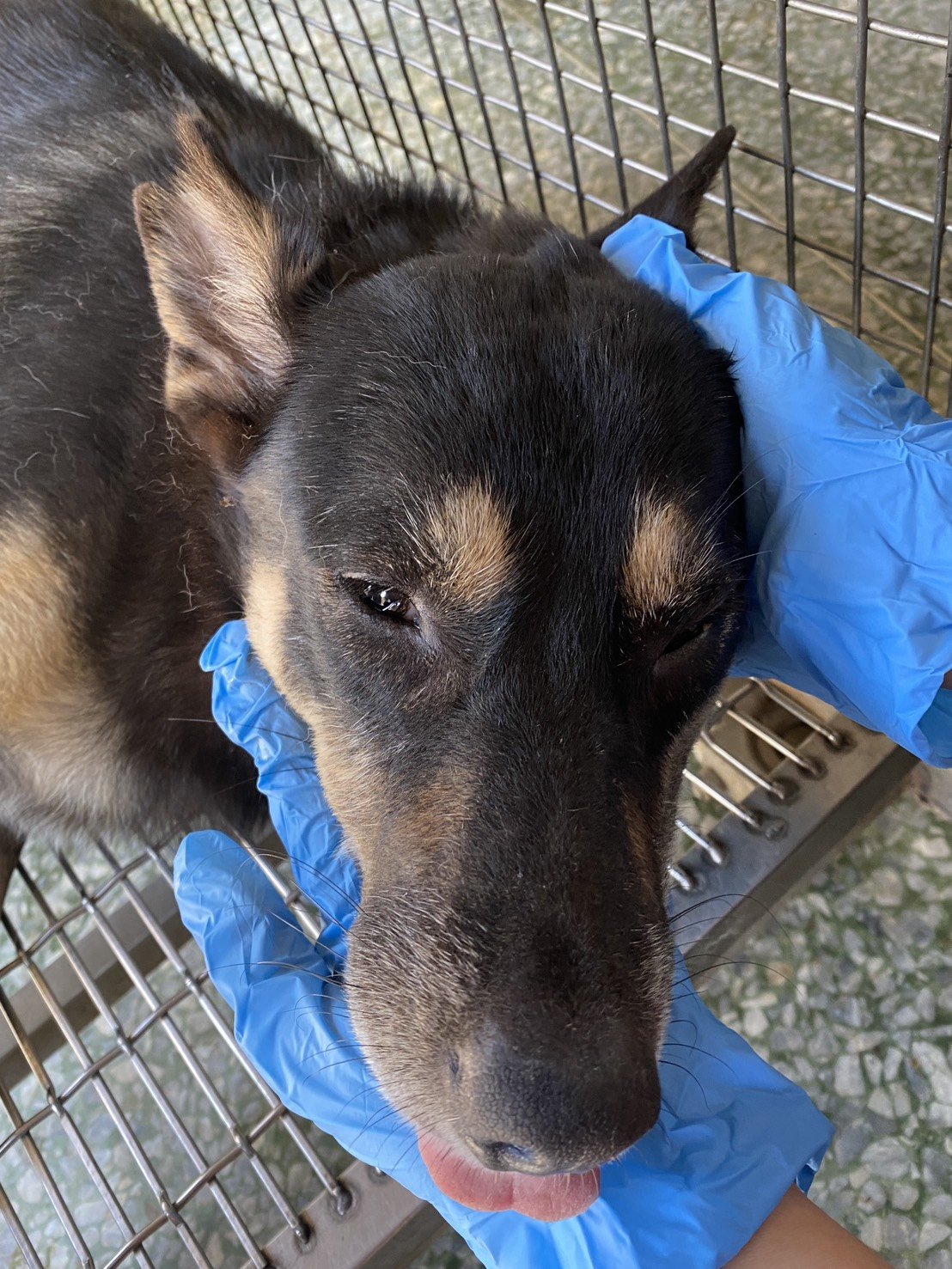 混種犬