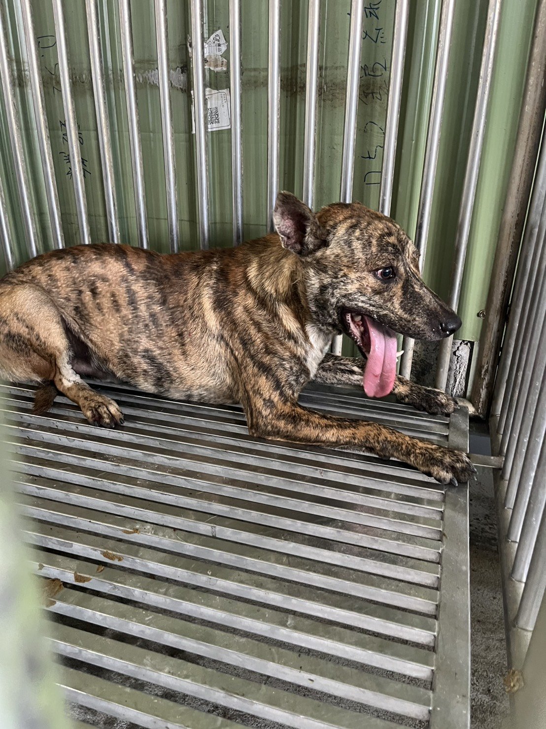 混種犬