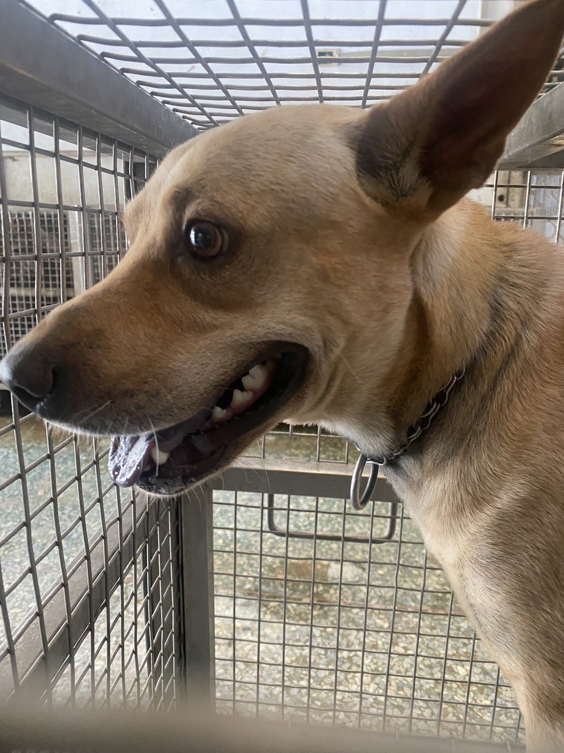 混種犬