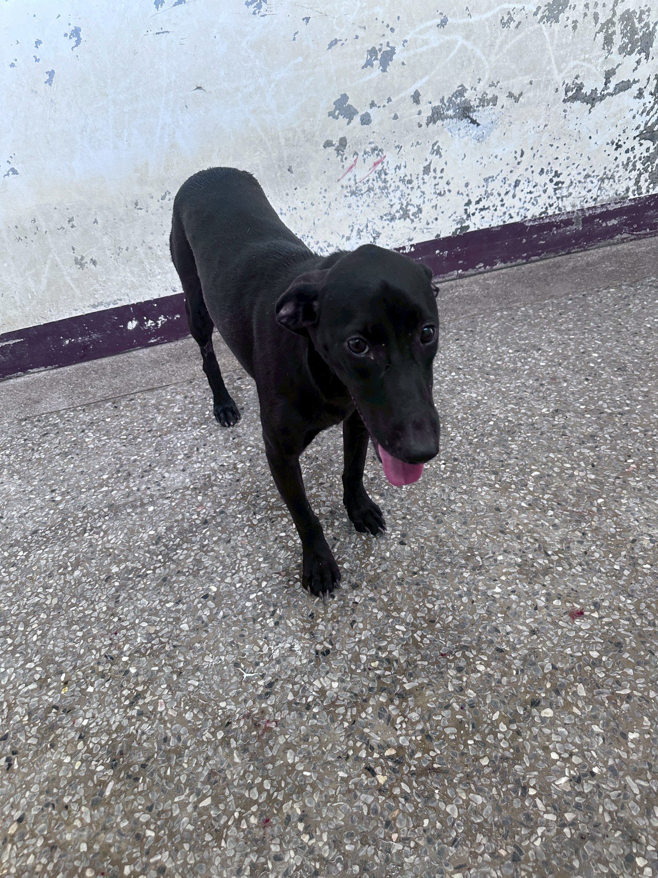 混種犬