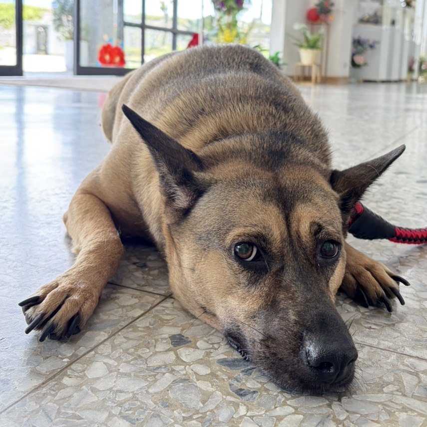 混種犬