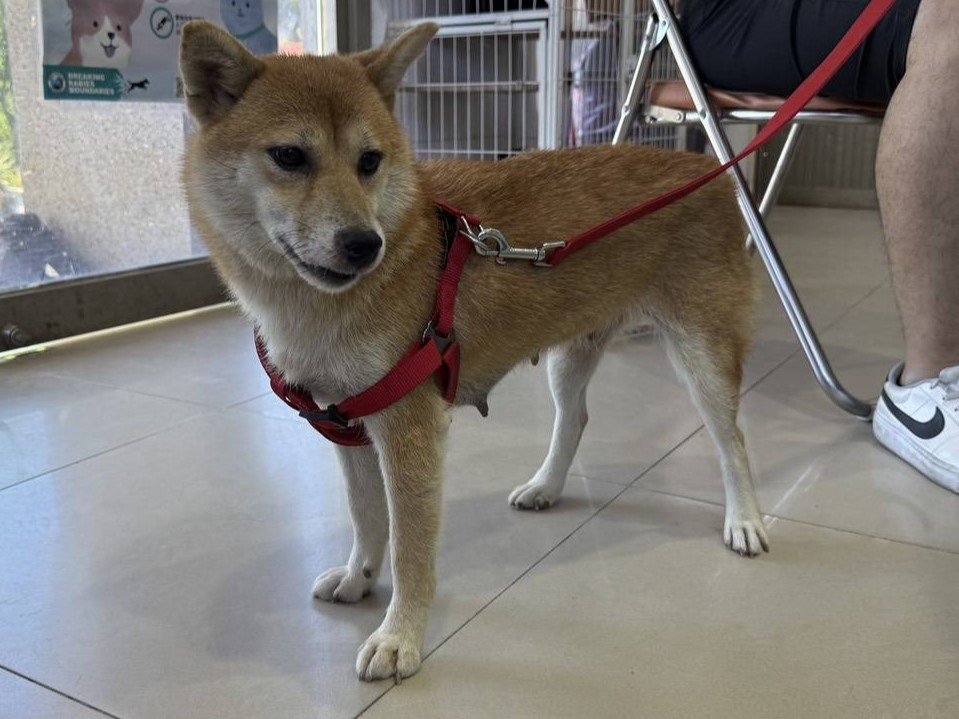 柴犬