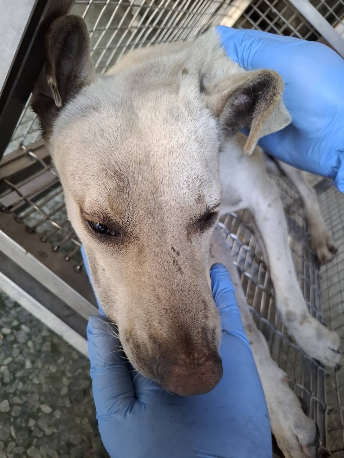 混種犬