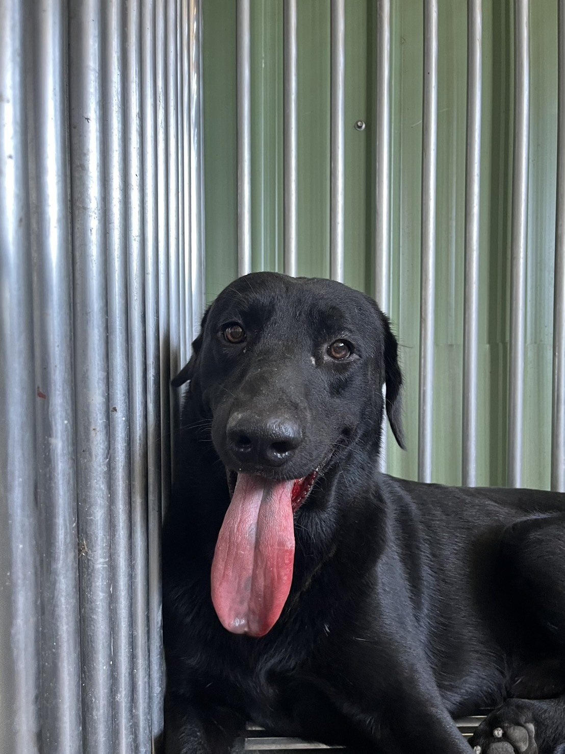 混種犬