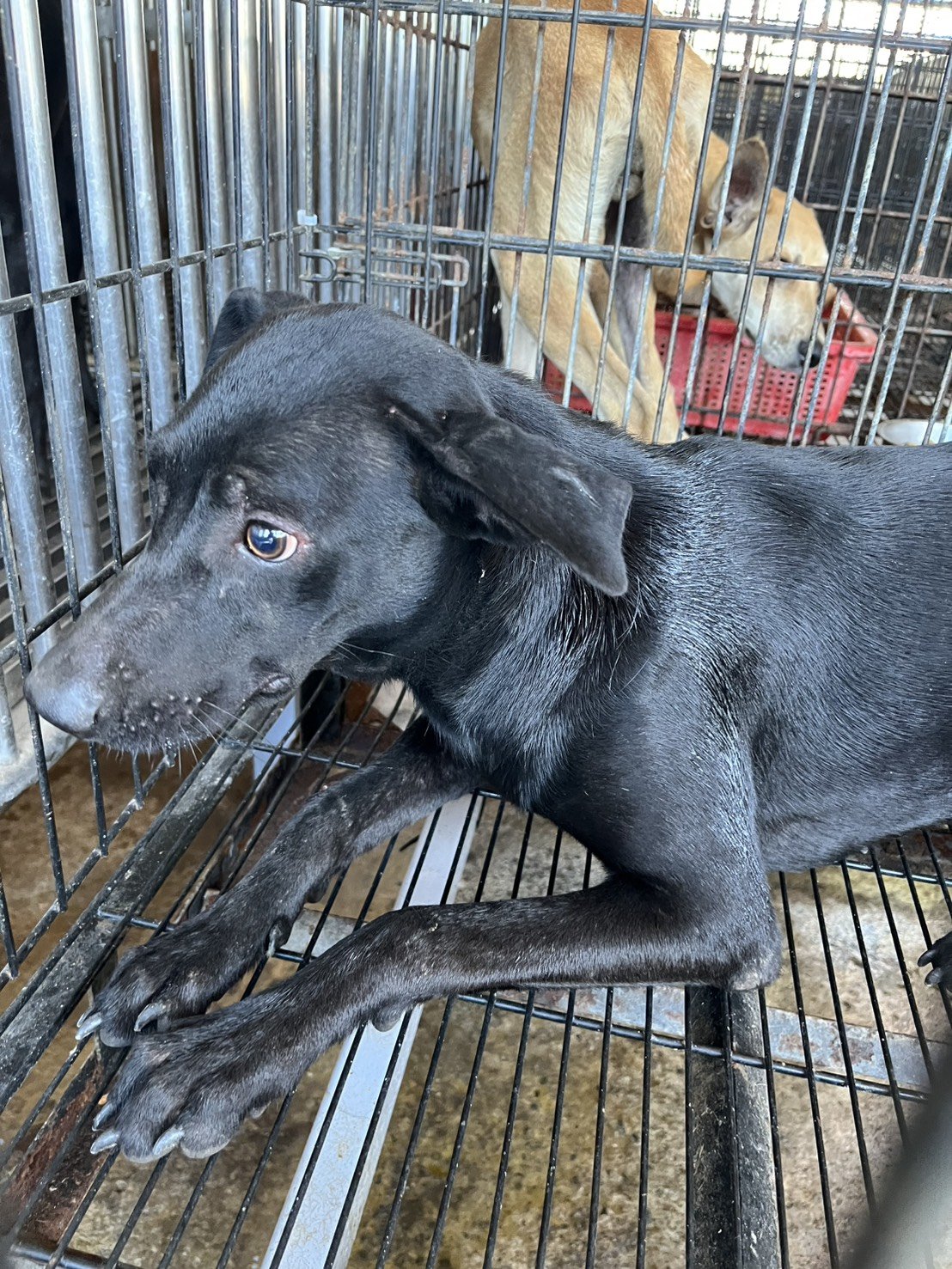 混種犬