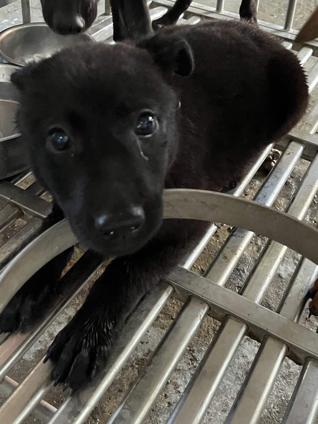 混種犬