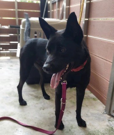 混種犬