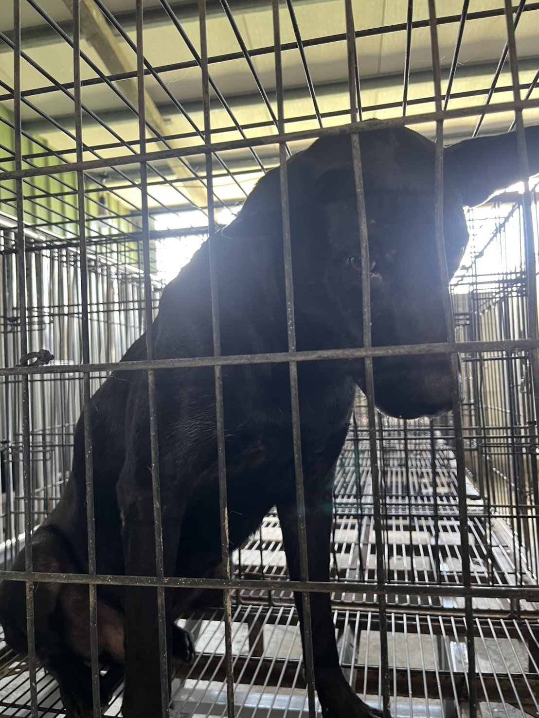 混種犬
