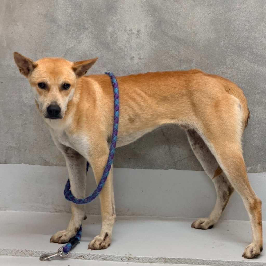 混種犬