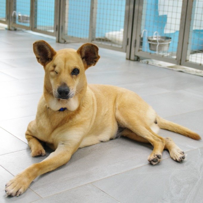 混種犬