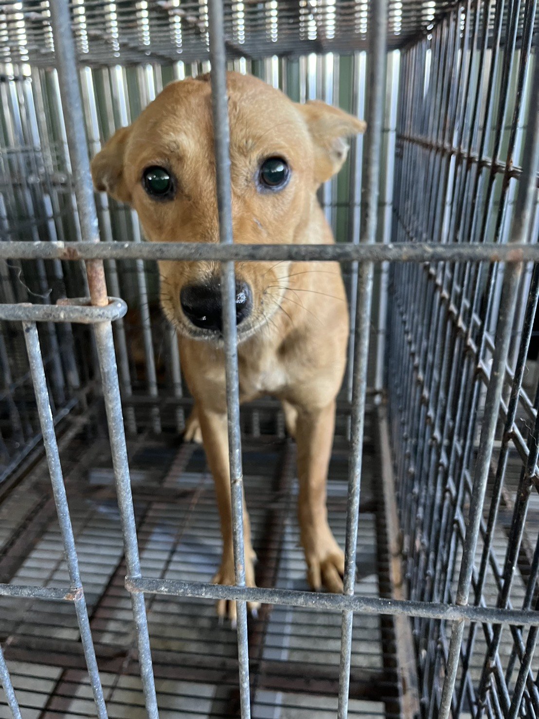 混種犬