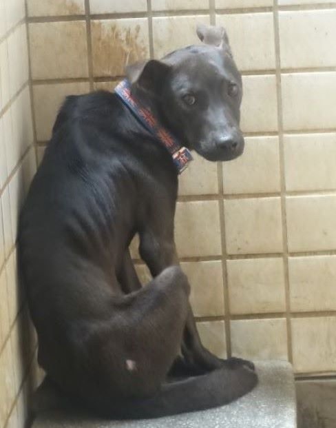 混種犬